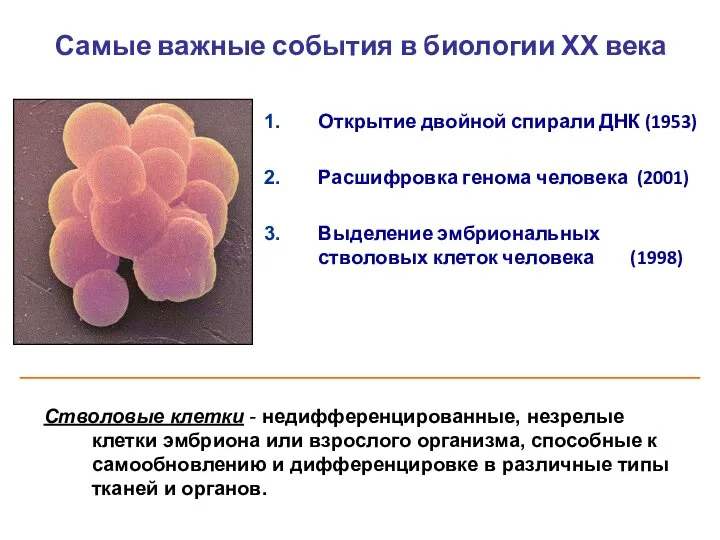 Самые важные события в биологии ХХ века Открытие двойной спирали ДНК (1953)