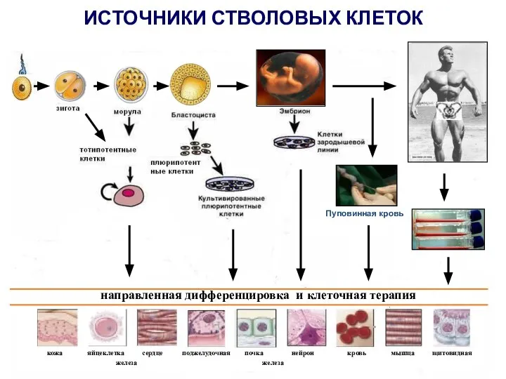 ИСТОЧНИКИ СТВОЛОВЫХ КЛЕТОК кожа яйцеклетка сердце поджелудочная почка нейрон кровь мышца щитовидная