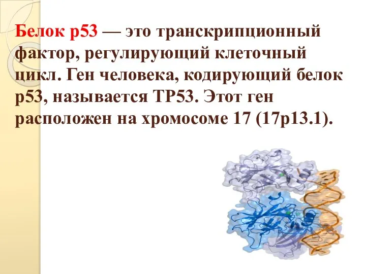 Белок p53 — это транскрипционный фактор, регулирующий клеточный цикл. Ген человека, кодирующий