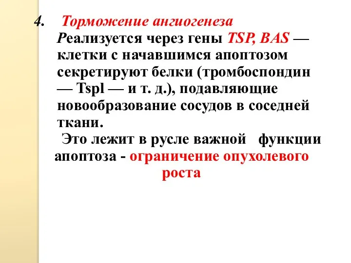 Торможение ангиогенеза Реализуется через гены TSP, BAS — клетки с начавшимся апоптозом