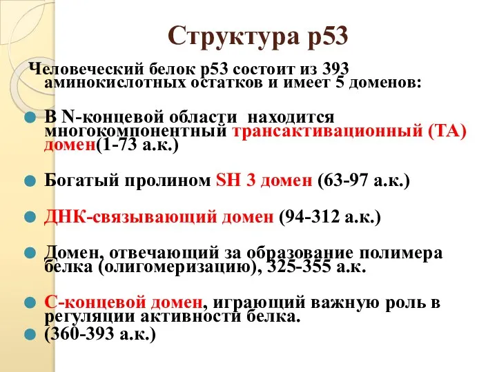 Структура р53 Человеческий белок p53 состоит из 393 аминокислотных остатков и имеет