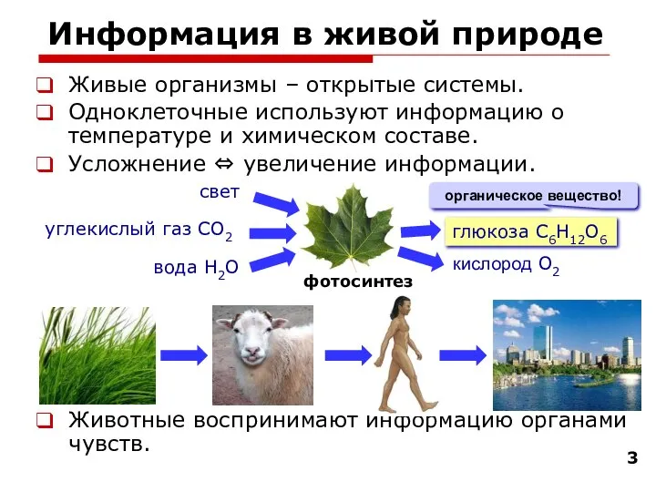 Информация в живой природе Живые организмы – открытые системы. Одноклеточные используют информацию