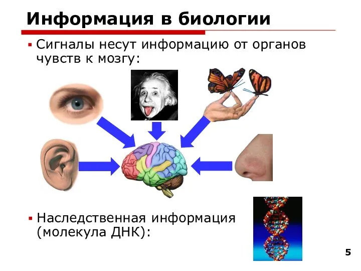 Информация в биологии Сигналы несут информацию от органов чувств к мозгу: Наследственная информация (молекула ДНК):