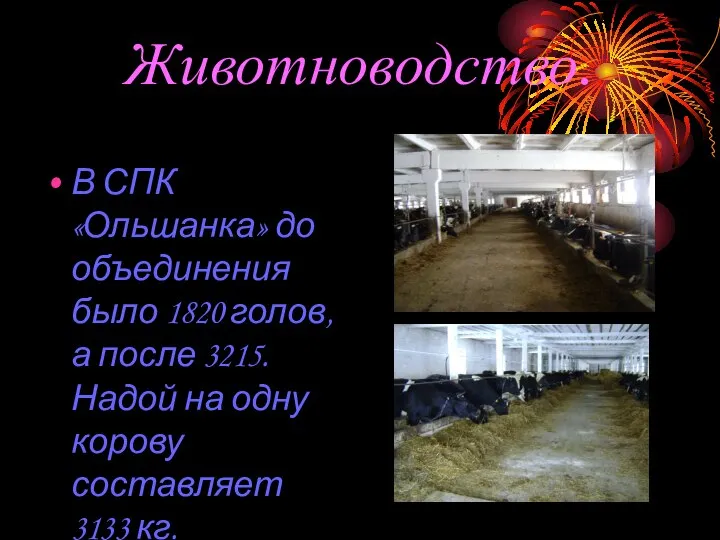 Животноводство. В СПК «Ольшанка» до объединения было 1820 голов, а после 3215.