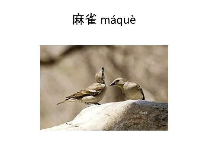 麻雀 máquè