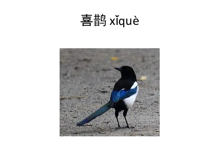 喜鹊 xǐquè