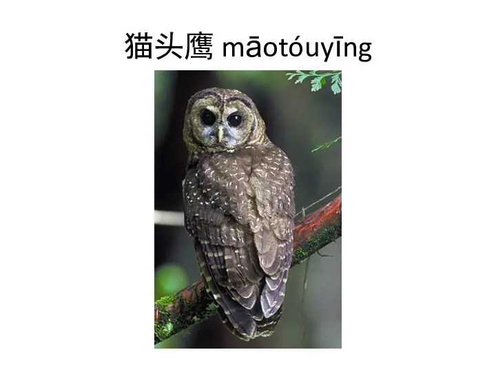 猫头鹰 māotóuyīng