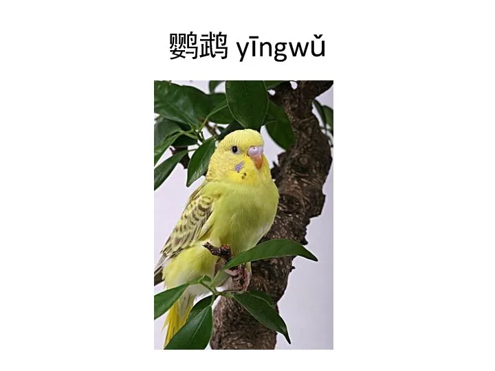 鹦鹉 yīngwǔ