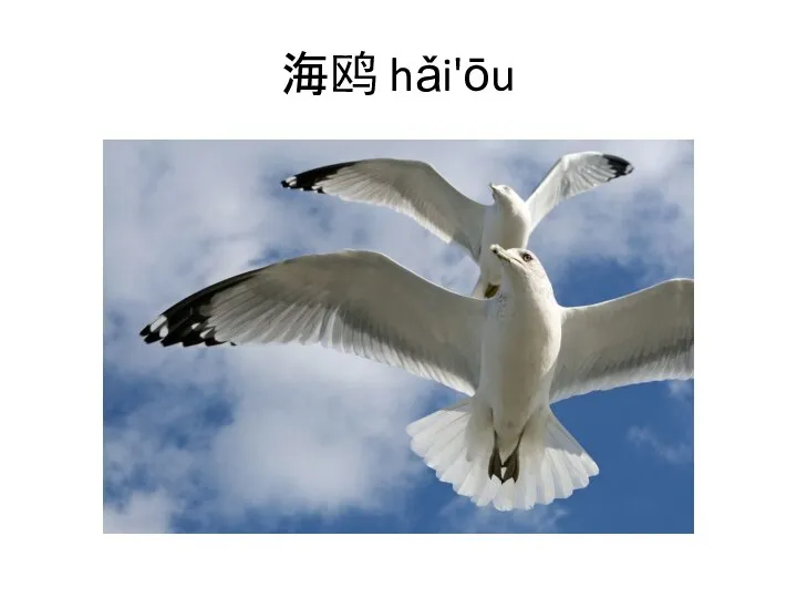 海鸥 hǎi'ōu