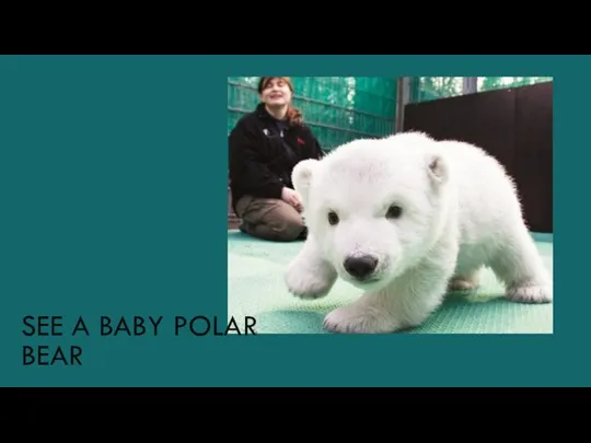 SEE A BABY POLAR BEAR