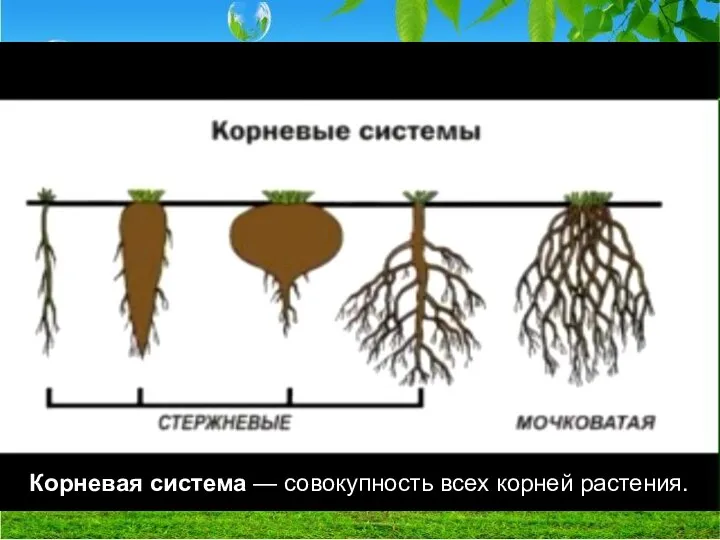 Корневые системы Корневая система — совокупность всех корней растения.