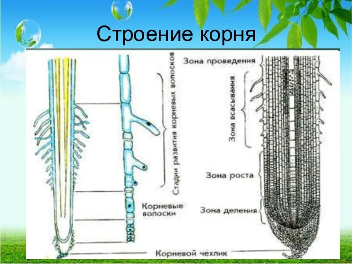 Строение корня