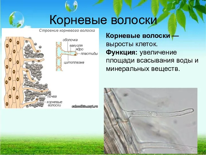 Корневые волоски Корневые волоски — выросты клеток. Функция: увеличение площади всасывания воды и минеральных веществ.