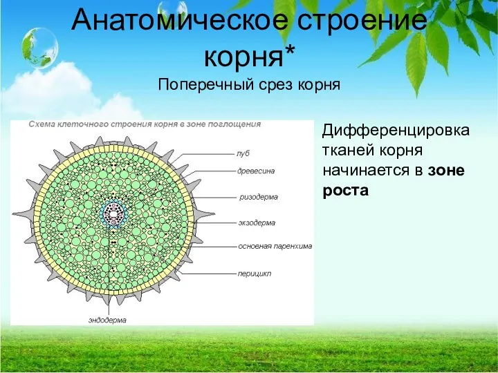 Анатомическое строение корня* Поперечный срез корня Дифференцировка тканей корня начинается в зоне роста