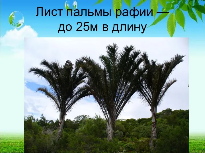 Лист пальмы рафии — до 25м в длину