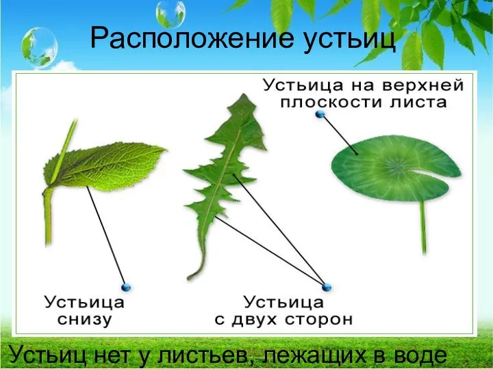 Расположение устьиц Устьиц нет у листьев, лежащих в воде