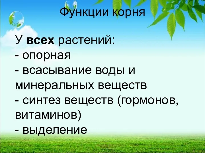 Функции корня У всех растений: - опорная - всасывание воды и минеральных