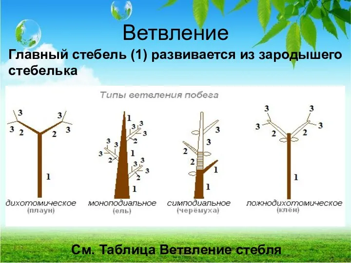 Ветвление См. Таблица Ветвление стебля Главный стебель (1) развивается из зародышего стебелька