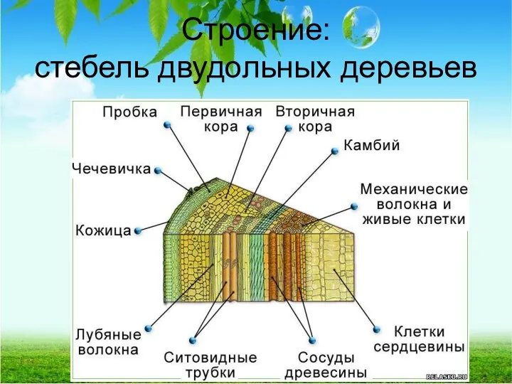 Строение: стебель двудольных деревьев