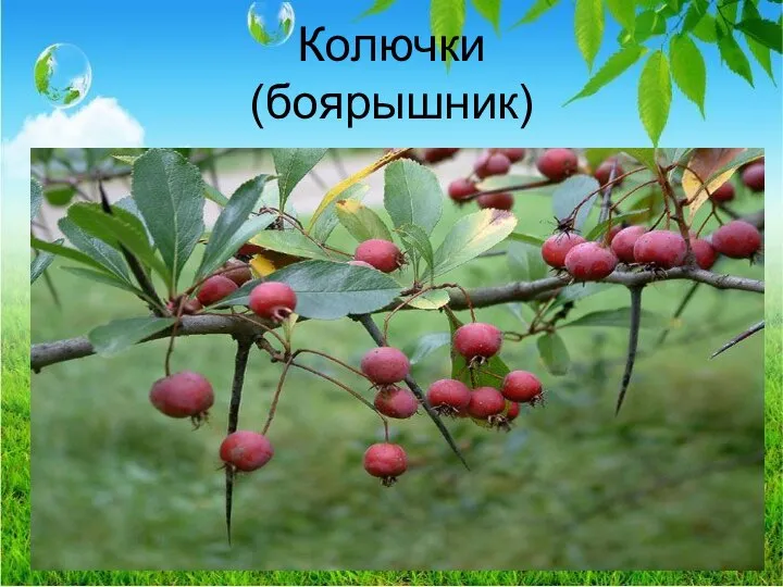 Колючки (боярышник)