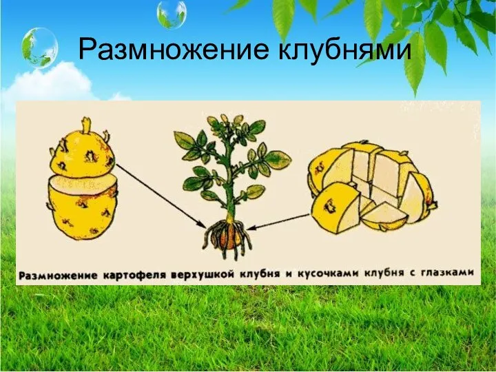 Размножение клубнями