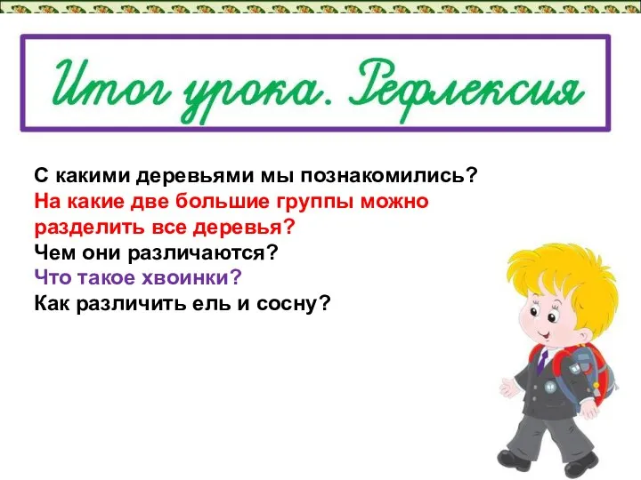 С какими деревьями мы познакомились? На какие две большие группы можно разделить