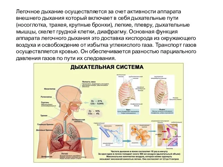 Легочное дыхание осуществляется за счет активности аппарата внешнего дыхания который включает в