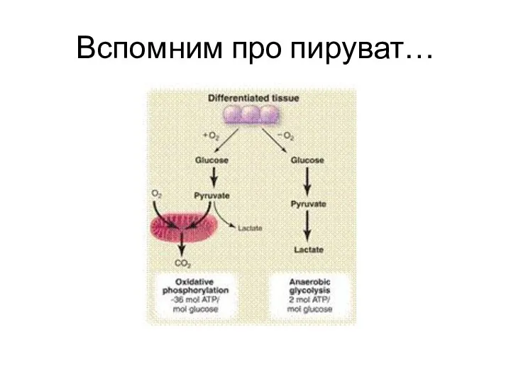 Вспомним про пируват…