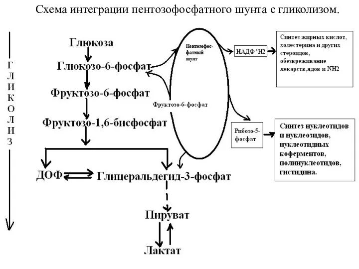 Схема интеграции пентозофосфатного шунта с гликолизом.