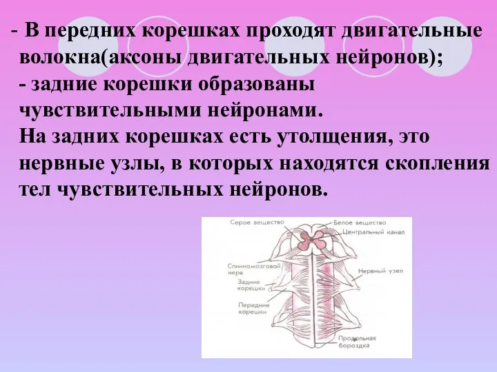 В передних корешках проходят двигательные волокна(аксоны двигательных нейронов); - задние корешки образованы