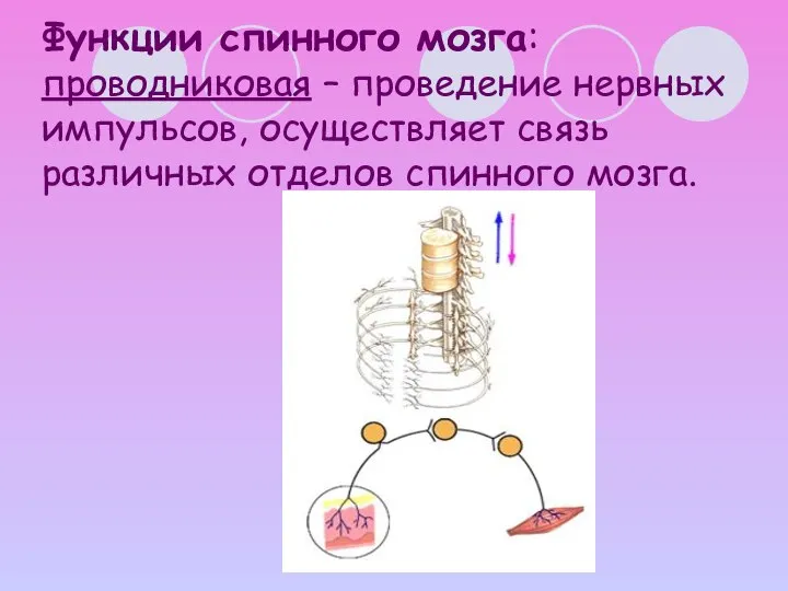 Функции спинного мозга: проводниковая – проведение нервных импульсов, осуществляет связь различных отделов спинного мозга.