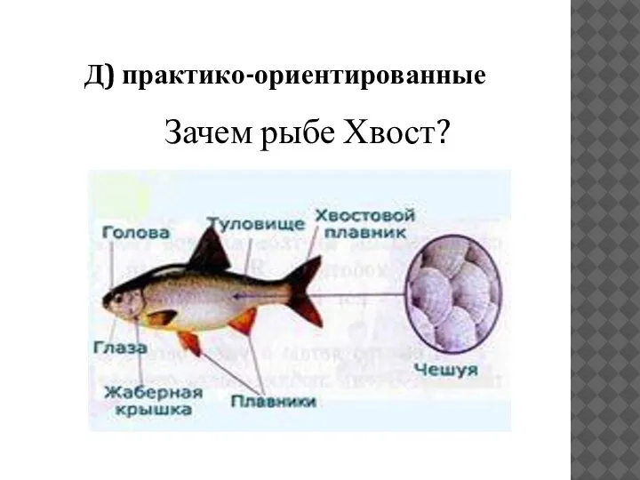 Д) практико-ориентированные Зачем рыбе Хвост?