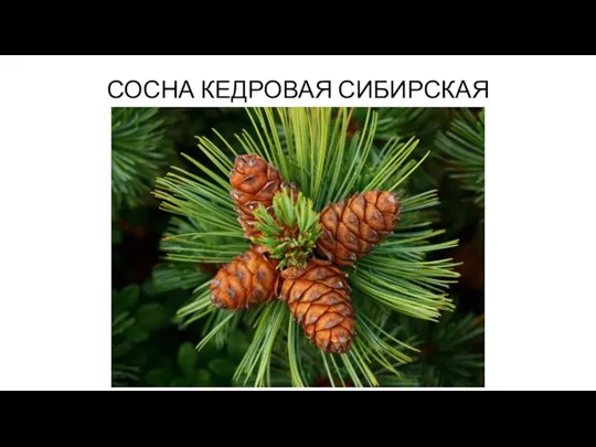 СОСНА КЕДРОВАЯ СИБИРСКАЯ