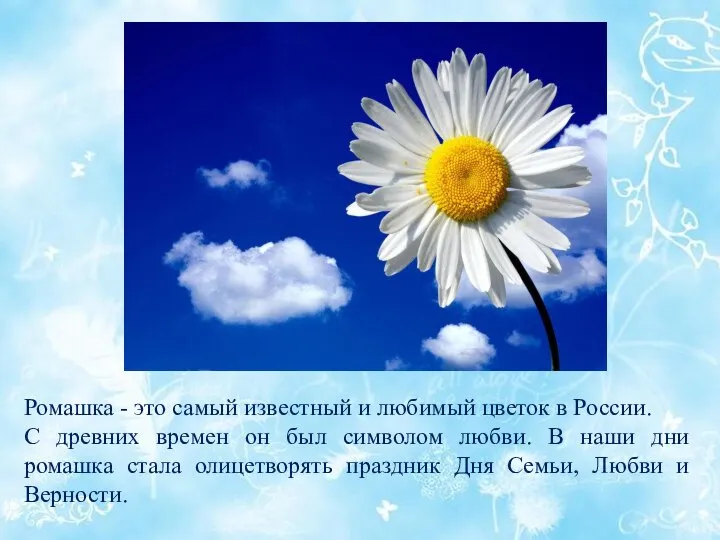 Ромашка - это самый известный и любимый цветок в России. С древних