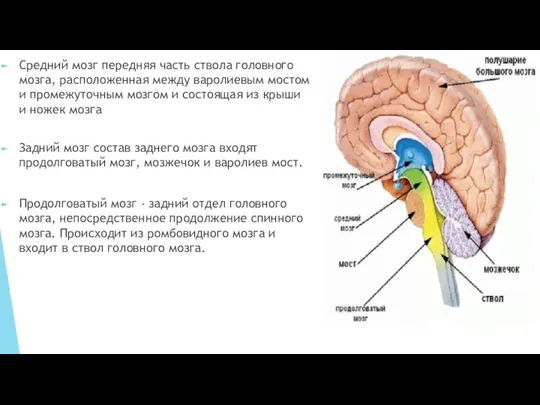 Средний мозг передняя часть ствола головного мозга, расположенная между варолиевым мостом и