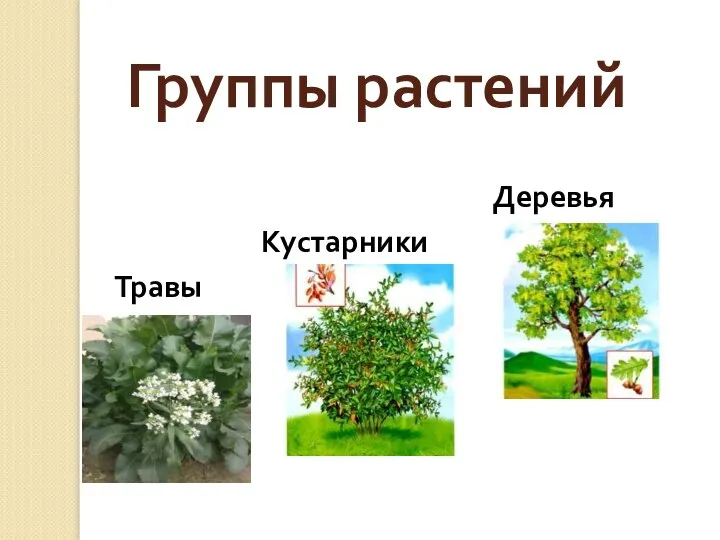 Группы растений Деревья Кустарники Травы