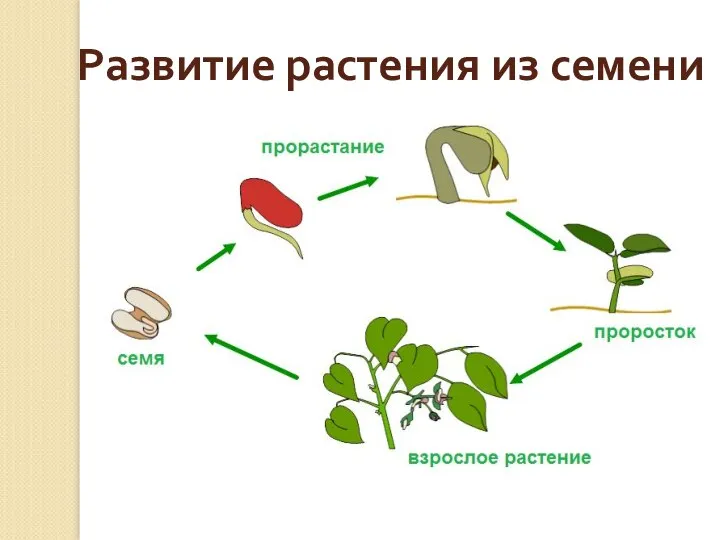 Развитие растения из семени