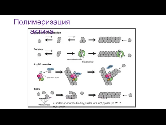 Полимеризация актина «tandem-monomer-binding nucleators, содержащие WH2-повторы»