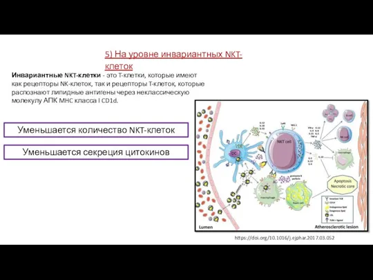 5) На уровне инвариантных NKT-клеток Уменьшается количество NKT-клеток Инвариантные NKT-клетки - это