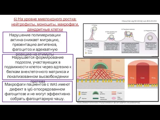 6) На уровне миелоидного ростка: нейтрофилы, моноциты, макрофаги, дендритные клетки Нарушение полимеризации