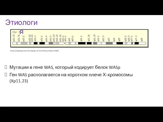https://www.genecards.org/cgi-bin/carddisp.pl?gene=WAS Этиология Мутации в гене WAS, который кодирует белок WASp Ген WAS
