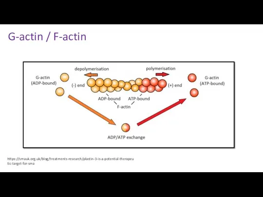 G-actin / F-actin https://smauk.org.uk/blog/treatments-research/plastin-3-is-a-potential-therapeutic-target-for-sma