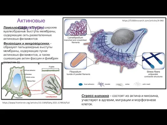 https://www.frontiersin.org/articles/10.3389/fphy.2021.674958/full https://f1000research.com/articles/4-940 Актиновые структуры Ламеллоподии – образуют широкие вуалеобразные выступы мембраны, содержащие