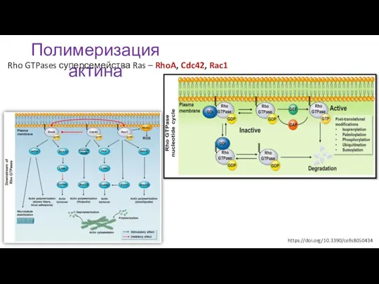 Полимеризация актина https://doi.org/10.3390/cells8050434 Rho GTPases суперсемейства Ras – RhoA, Cdc42, Rac1