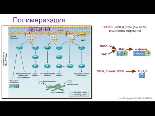 https://doi.org/10.3390/cells8050434 Полимеризация актина DIAPH1 (=DRFs) [mDia у мышей] семейства форминов ROCK LIMK