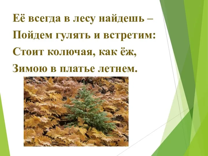 Её всегда в лесу найдешь – Пойдем гулять и встретим: Стоит колючая,