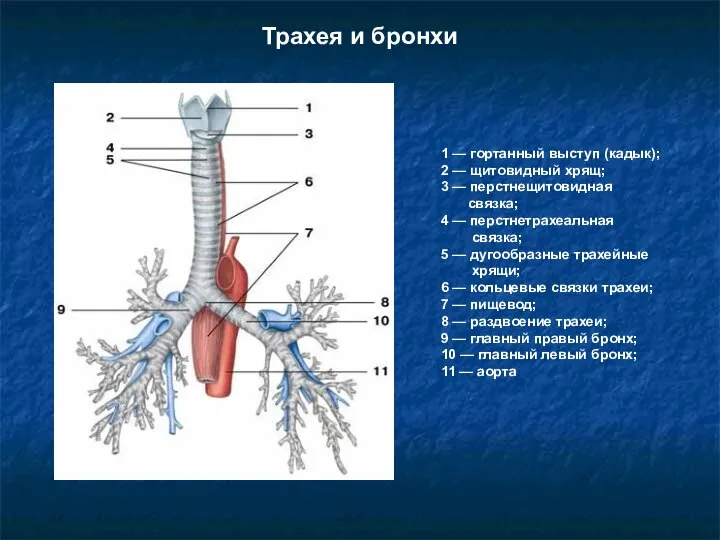 Трахея и бронхи 1 — гортанный выступ (кадык); 2 — щитовидный хрящ;