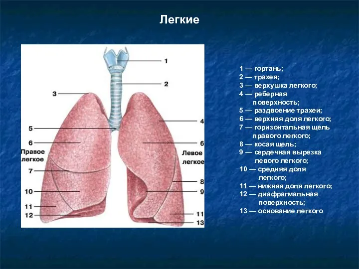 Легкие 1 — гортань; 2 — трахея; 3 — верхушка легкого; 4