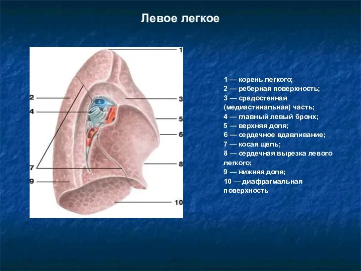 Левое легкое 1 — корень легкого; 2 — реберная поверхность; 3 —