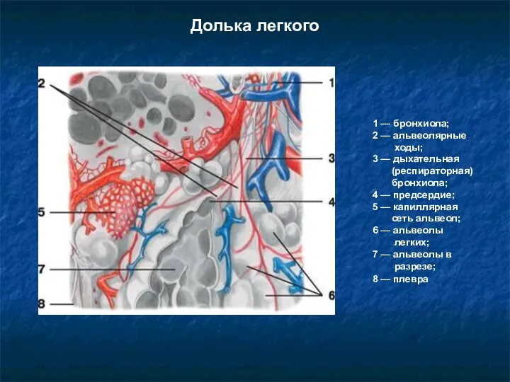 Долька легкого 1 — бронхиола; 2 — альвеолярные ходы; 3 — дыхательная